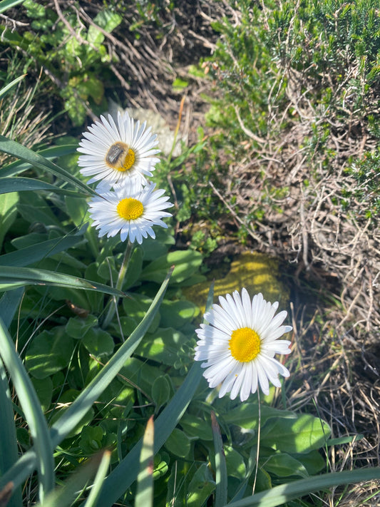 Flores de Asturias