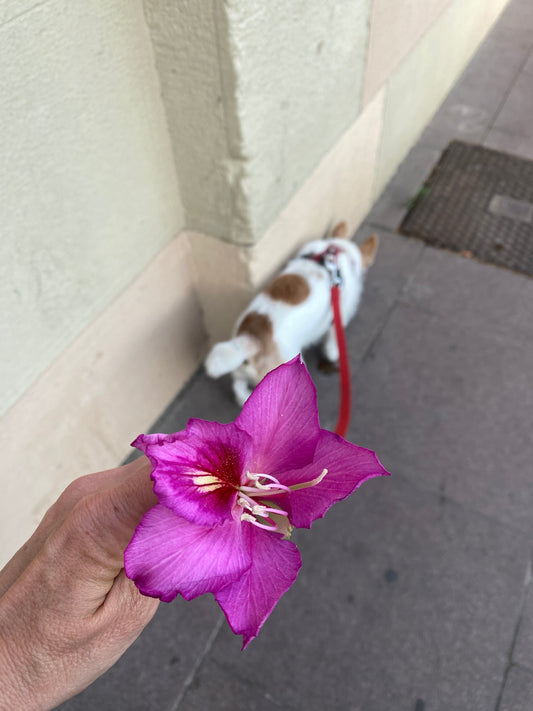 Flores en Barcelona