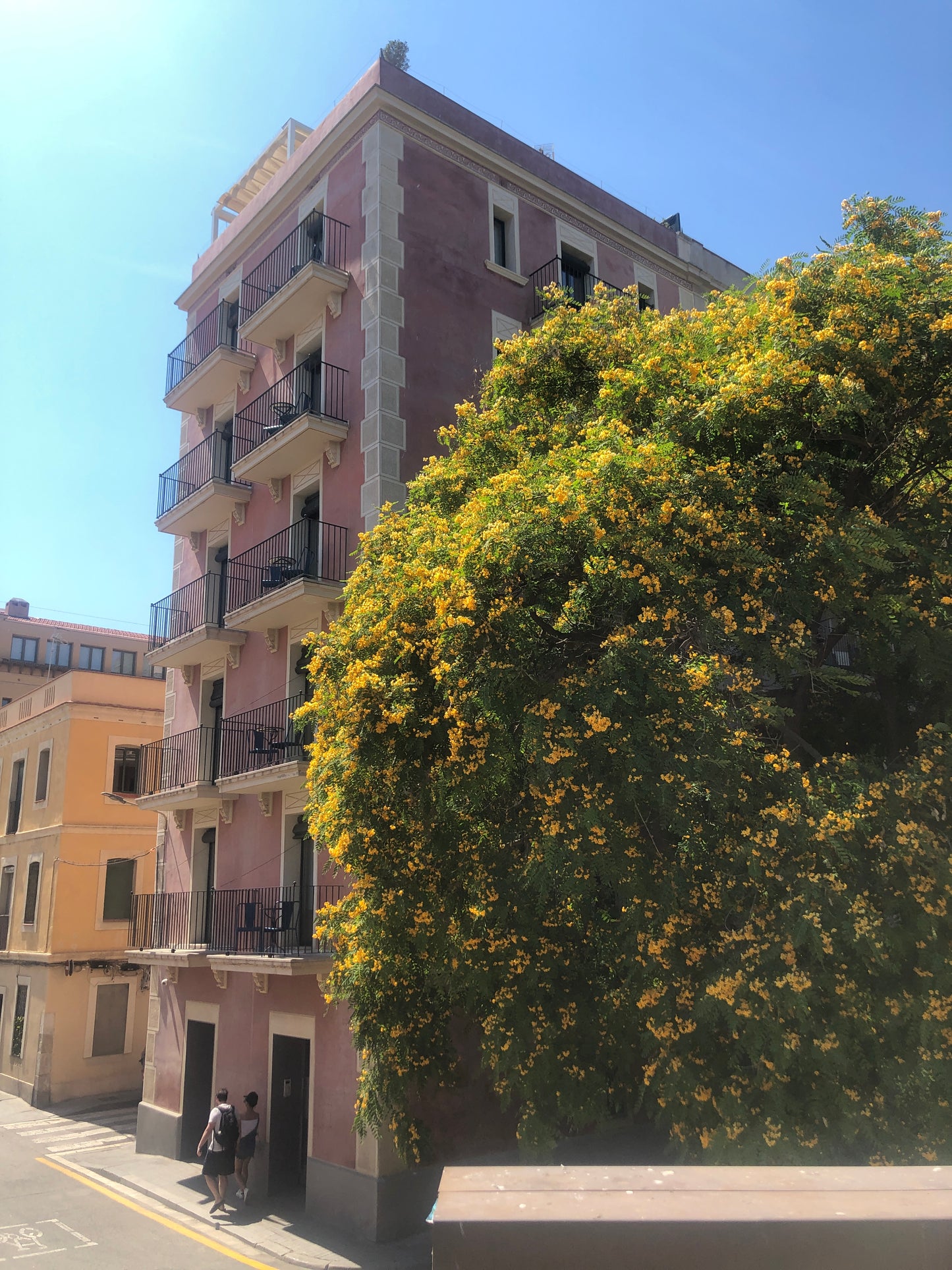 Pendientes de semilla voladora