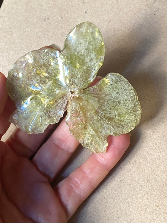 Pin Orquídea blanca con tonos dorados