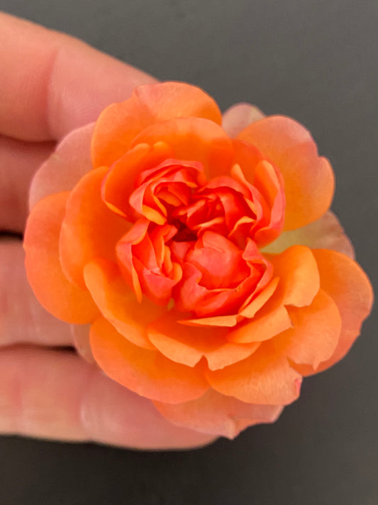 Anillo Rosa