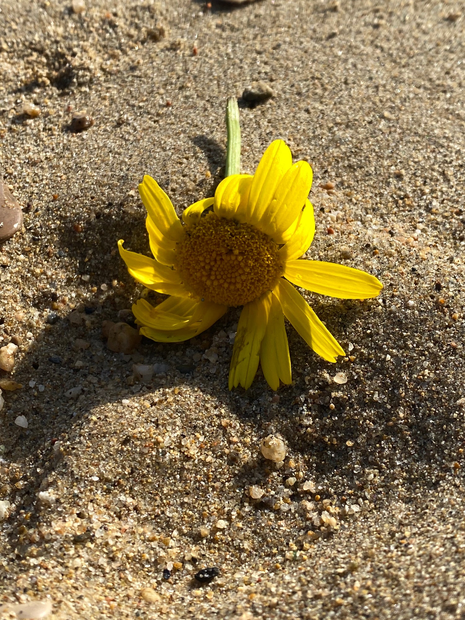 Flores de Barcelona