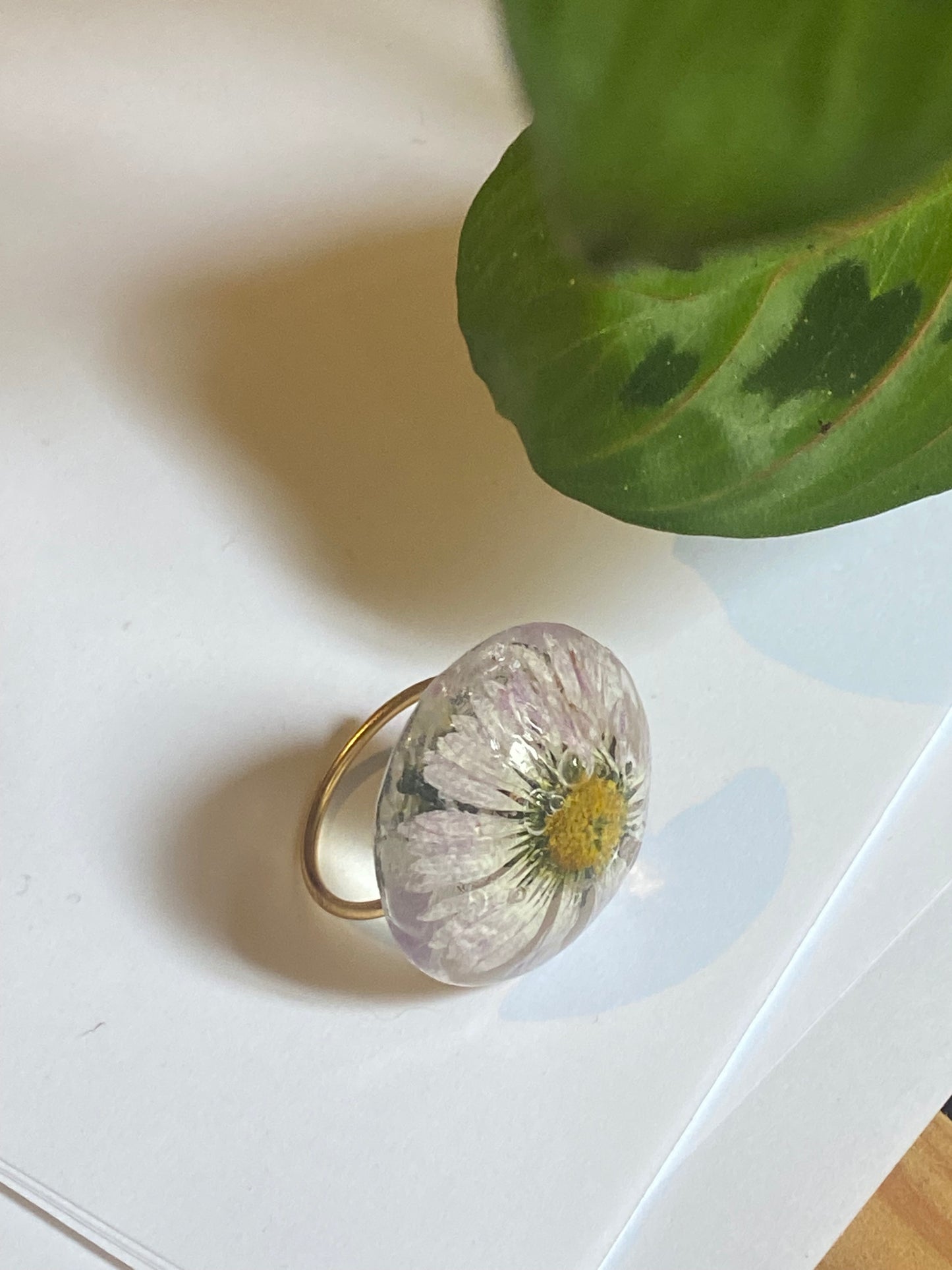 Anillo margarita silvestre de Barcelona