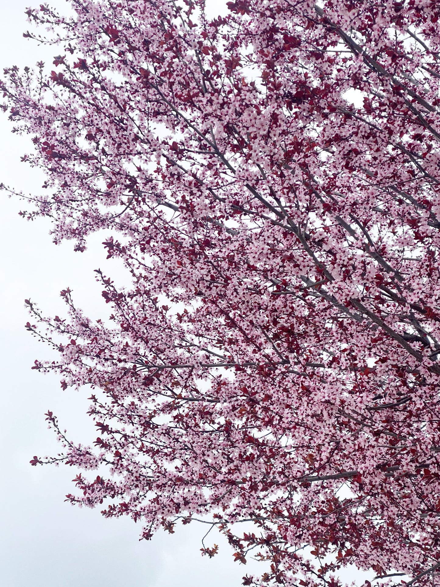 Plum blossom necklace