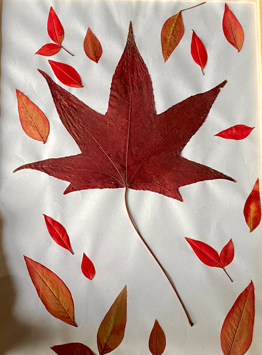 Composición hoja de maple
