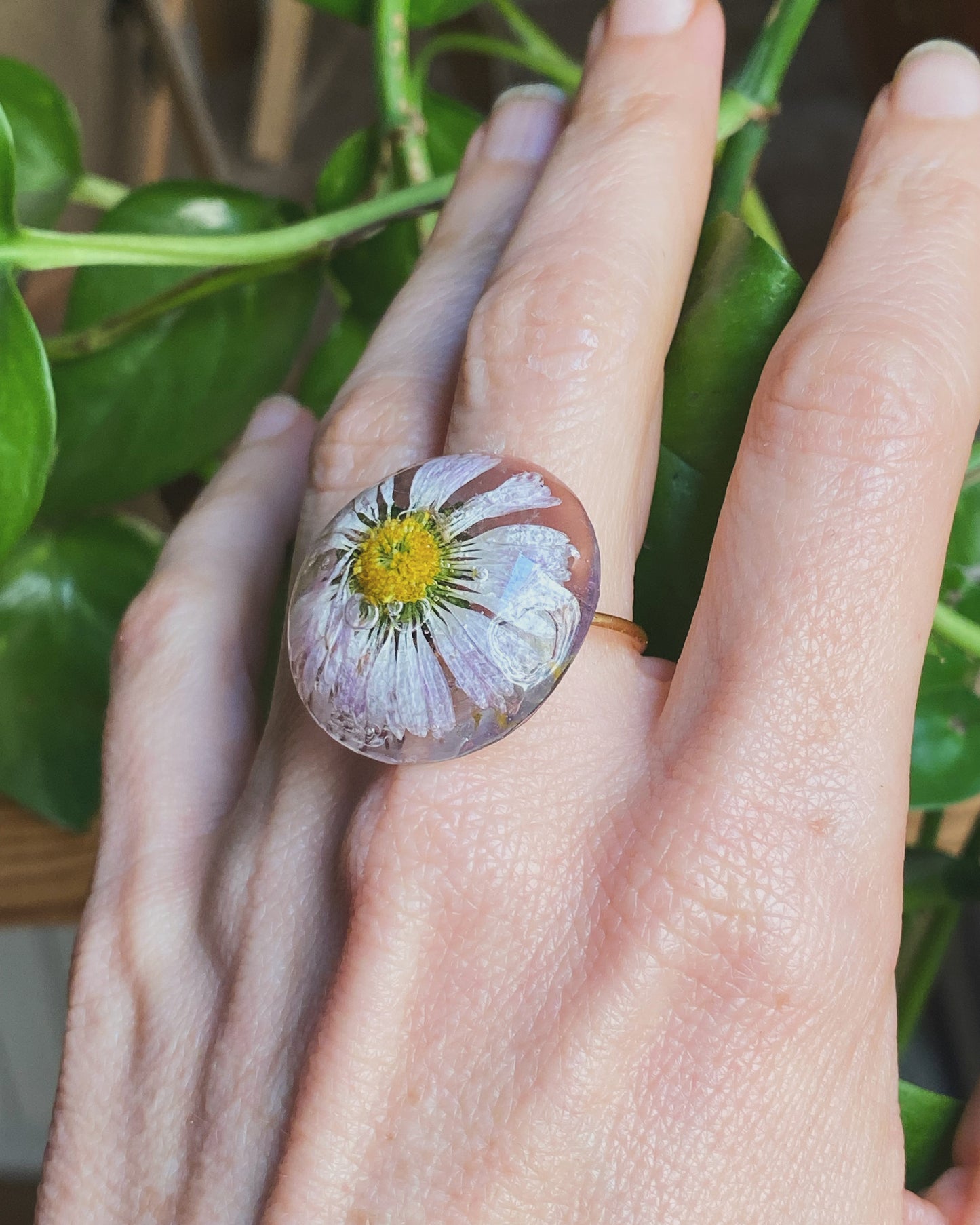 Anillo margarita silvestre de Barcelona
