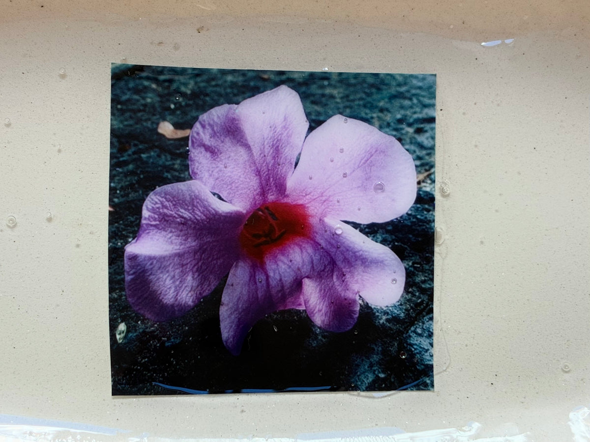 Bandejita de cerámica con fotografía botánica